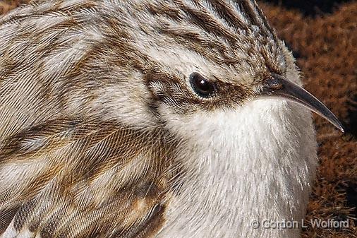 Brown Creeper Closeup_DSCF01277.jpg - Brown Creeper (Certhia americana) photographed at Smiths Falls, Ontario, Canada.